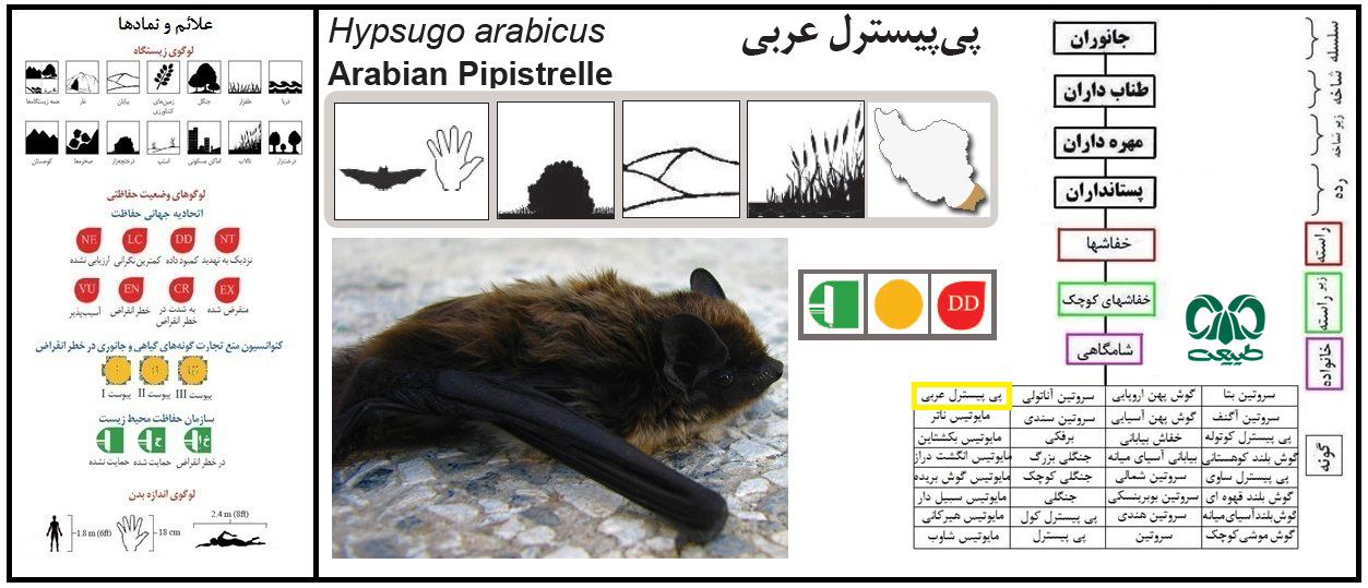 خفاش پی پسترل عربی